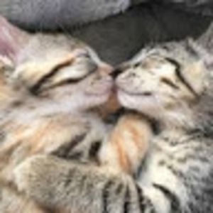 Meet your Posher, Callie